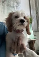Cookie’s and Cream (Cookie) , a female Cavapoo for sale in Carlsbad, CA – 8 of 10
