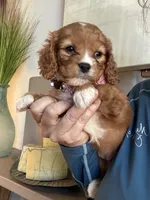 Lucy, a female Cavapoo for sale in Carlsbad, CA – 2 of 10