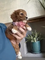 Lucy, a female Cavapoo for sale in Carlsbad, CA – 7 of 10