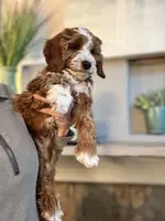 Rosie, a female Cavapoo for sale in Carlsbad, CA – Photo 6 of 10