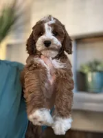 Rosie, a female Cavapoo for sale in Carlsbad, CA – Photo 8 of 10