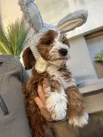 Rosie, a female Cavapoo for sale in Carlsbad, CA – Photo 3 of 10