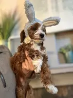 Rosie, a female Cavapoo for sale in Carlsbad, CA – Photo 7 of 10