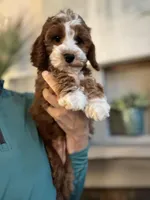Rosie, a female Cavapoo for sale in Carlsbad, CA – Photo 9 of 10
