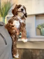 Rosie, a female Cavapoo for sale in Carlsbad, CA – Photo 5 of 10