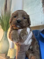 Buck, a male Cavapoo for sale in Carlsbad, CA – 10 of 10