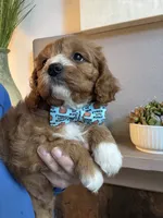 Leo, a male Cavapoo for sale in Carlsbad, CA – 2 of 10