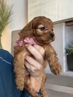 Hanna , a female Cavapoo for sale in Carlsbad, CA – 3 of 10