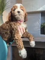 Pumpkin , a female Cavapoo for sale in Carlsbad, CA – 2 of 10