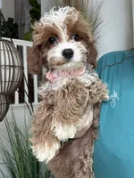 Maggie, a female Cavapoo for sale in Carlsbad, CA – 4 of 8
