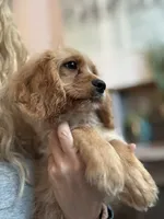 F1 Cavapoo Boy Tucker, a male Cavapoo for sale in Carlsbad, CA – 2 of 10