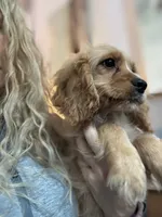 F1 Cavapoo Boy Tucker, a male Cavapoo for sale in Carlsbad, CA – 4 of 10