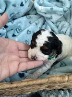 Toy Cavapoo boy 1 , a male Cavapoo for sale in Carlsbad, CA – 8 of 9
