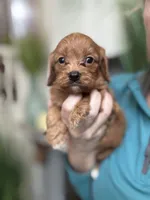 Buddy, a male Cavapoo for sale in Carlsbad, CA – 8 of 10