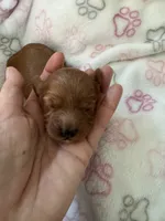 Red Cavapoo girl 1 , a female Cavapoo for sale in Carlsbad, CA – 6 of 10
