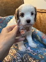 Bonnie, a female Cavapoo for sale in Carlsbad, CA – 2 of 10