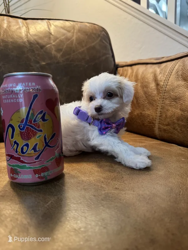 Tiny Toy Cavapoo Girl S’more’s  – Cavapoo puppy for sale in Carlsbad, CA
