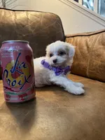 Tiny Toy Cavapoo Girl S’more’s , a female Cavapoo for sale in Carlsbad, CA – 1 of 10