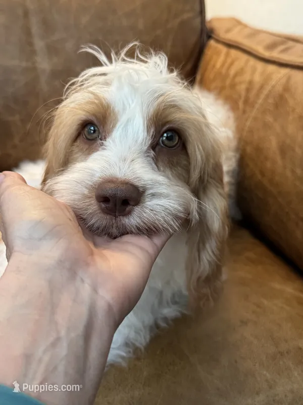 F1 Cavapoo girl Melissa – Cavapoo puppy for sale in Carlsbad, CA