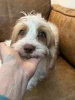 F1 Cavapoo girl Melissa, a female Cavapoo for sale in Carlsbad, CA – 1 of 9