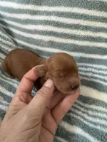Red Cavapoo boy 1, a male Cavapoo for sale in Carlsbad, CA – 10 of 10