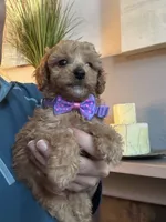 Tiny Toy Cavapoo girl Pumpkin , a female Cavapoo for sale in Carlsbad, CA – 3 of 10