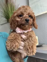 Ginger- red toy Cavapoo , a female Cavapoo for sale in Carlsbad, CA – 3 of 10