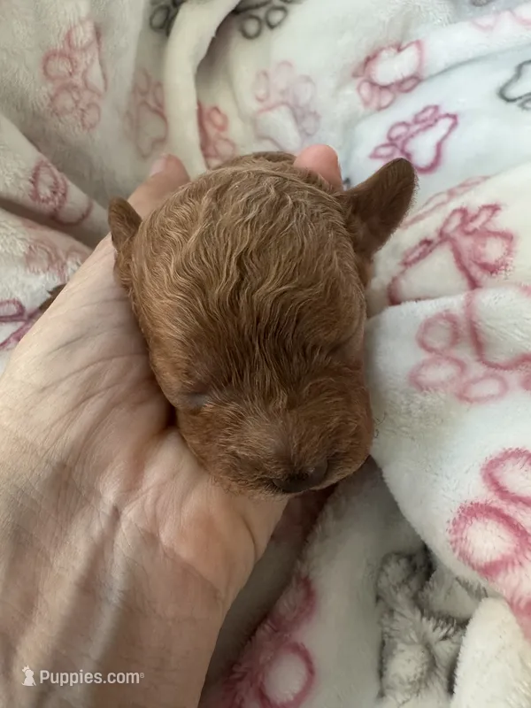 Ginger – Cavapoo puppy for sale in Carlsbad, CA