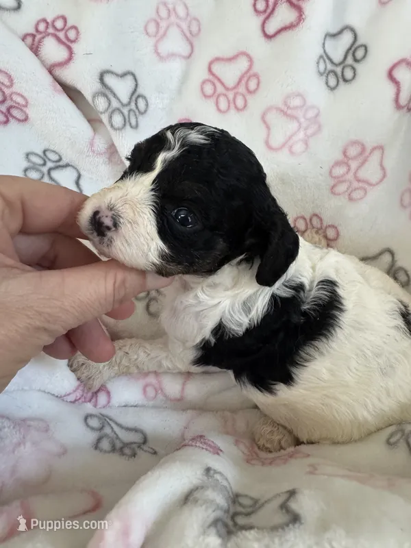 Rare Tri colored Toy Cavapoo girl 1 – Cavapoo puppy for sale in Carlsbad, CA