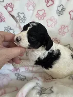 Toy Cavapoo girl 1, a female Cavapoo for sale in Carlsbad, CA – 2 of 10