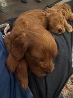 Buck, a male Cavapoo for sale in Carlsbad, CA – 3 of 10