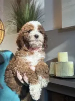 Pumpkin , a female Cavapoo for sale in Carlsbad, CA – 5 of 10