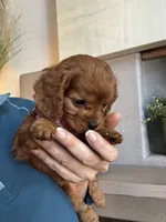 Hanna , a female Cavapoo for sale in Carlsbad, CA – 6 of 10