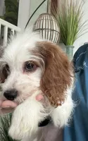 Cookie’s and Cream (Cookie) , a female Cavapoo for sale in Carlsbad, CA – 4 of 10