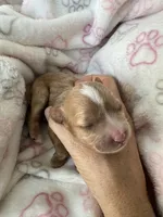 Light red Cavapoo girl with White 2, a female Cavapoo for sale in Carlsbad, CA – 2 of 10