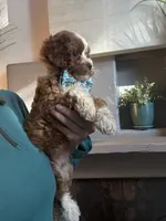 Tucker, a male Cavapoo for sale in Carlsbad, CA – 10 of 10