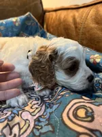 Minnie, a female Cavapoo for sale in Carlsbad, CA – 5 of 10