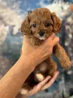 Tiny Toy F1 Cavapoo Brownie, a male Cavapoo for sale in Carlsbad, CA – Photo 2 of 10