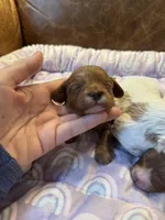 Brownie, a male Cavapoo for sale in Carlsbad, CA – Photo 1 of 10