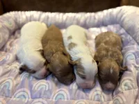 Brownie, a male Cavapoo for sale in Carlsbad, CA – Photo 9 of 10