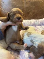 Brownie, a male Cavapoo for sale in Carlsbad, CA – Photo 3 of 10