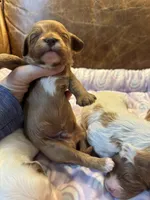 Brownie, a male Cavapoo for sale in Carlsbad, CA – Photo 5 of 10
