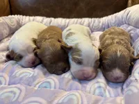 Brownie, a male Cavapoo for sale in Carlsbad, CA – Photo 10 of 10
