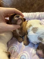 Brownie, a male Cavapoo for sale in Carlsbad, CA – Photo 2 of 10