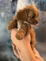 Tiny Toy F1 Cavapoo Brownie, a male Cavapoo for sale in Carlsbad, CA – Photo 6 of 10