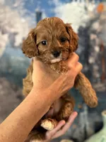 Tiny Toy F1 Cavapoo Brownie, a male Cavapoo for sale in Carlsbad, CA – Photo 7 of 10