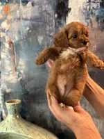 Tiny Toy F1 Cavapoo Brownie, a male Cavapoo for sale in Carlsbad, CA – Photo 4 of 10