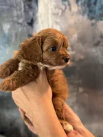 Tiny Toy F1 Cavapoo Brownie, a male Cavapoo for sale in Carlsbad, CA – Photo 10 of 10