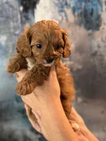Tiny Toy F1 Cavapoo Brownie, a male Cavapoo for sale in Carlsbad, CA – Photo 9 of 10