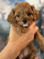 Tiny Toy F1 Cavapoo Brownie, a male Cavapoo for sale in Carlsbad, CA – Photo 1 of 10